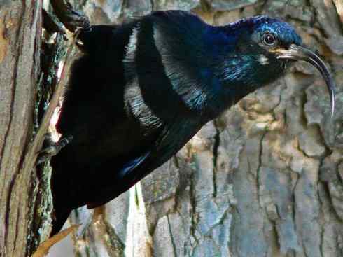 绝色攀禽:戴胜与林戴胜2