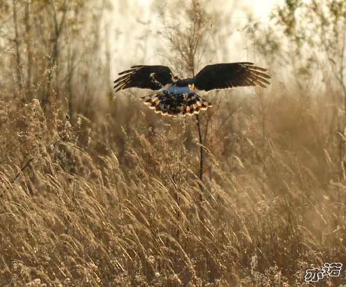 官厅水库&nbsp;wbr路&nbsp;wbr四种猛禽