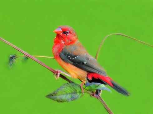 极品红色鸟类：红梅花雀