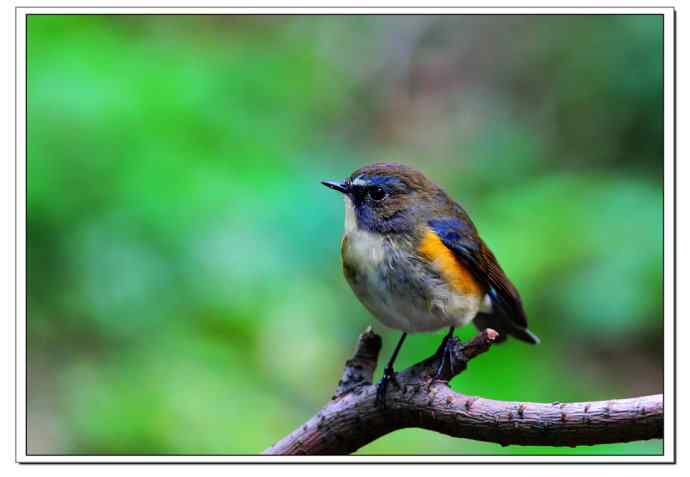 红胁蓝尾小哥哥