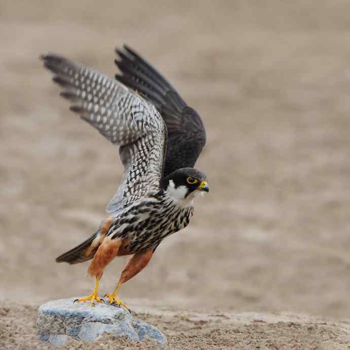 瞬间（野鸭湖燕隼）