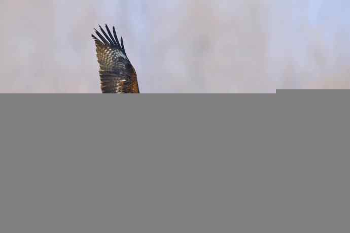 对黑耳鸢K07-012837的12次记录 对黑耳鸢K07-012837的12次记录