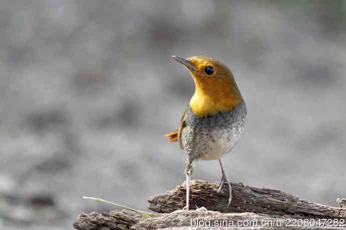 打鸟归来收获多多   (5）日本歌鸲