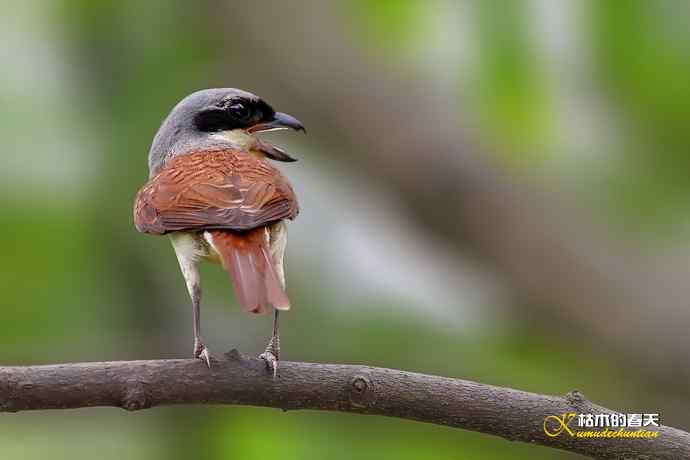 红头、虎纹、棕颈钩嘴鹛 红头、虎纹、棕颈钩嘴鹛