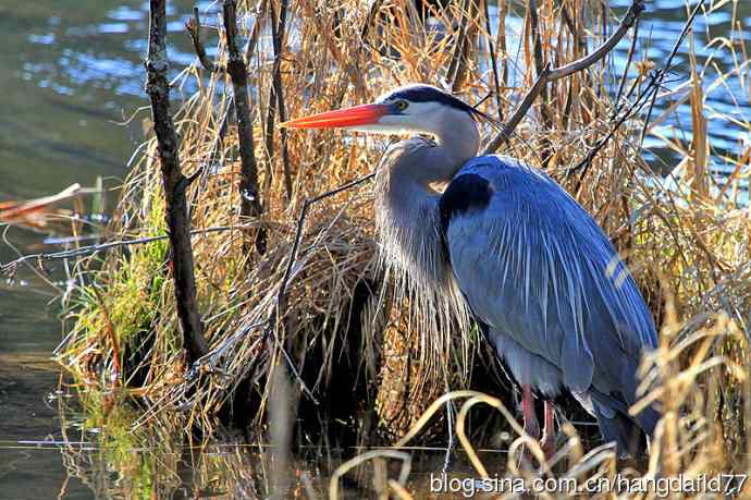 大蓝鹭(5) 大蓝鹭(5)