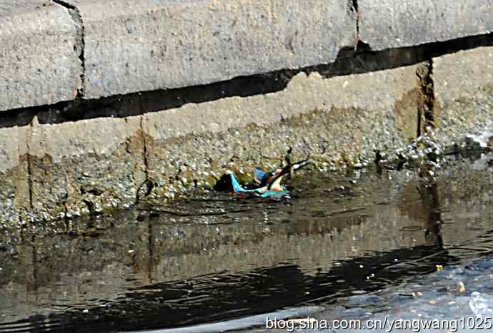 捕鱼全过程（纪实）