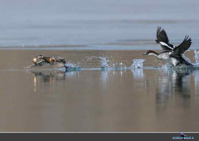 弱肉强食：白秋沙追抢小 wbr口中夺鱼