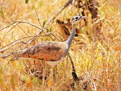 鸟类之最：大鸨