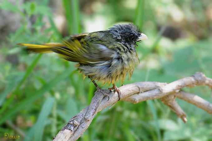 嬉水的领雀嘴鹎