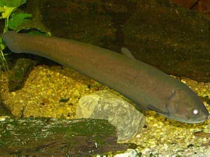 鱼类活化石：铠甲弓背鱼