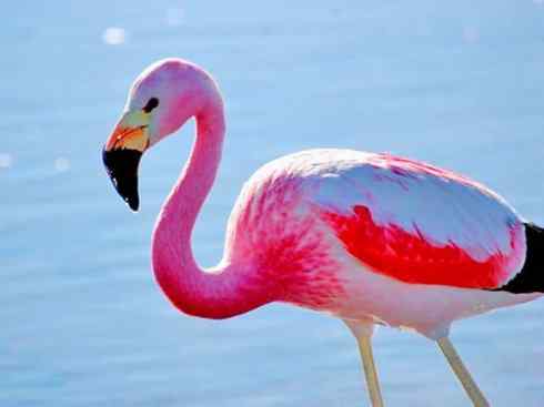 极品红色鸟类：火烈鸟