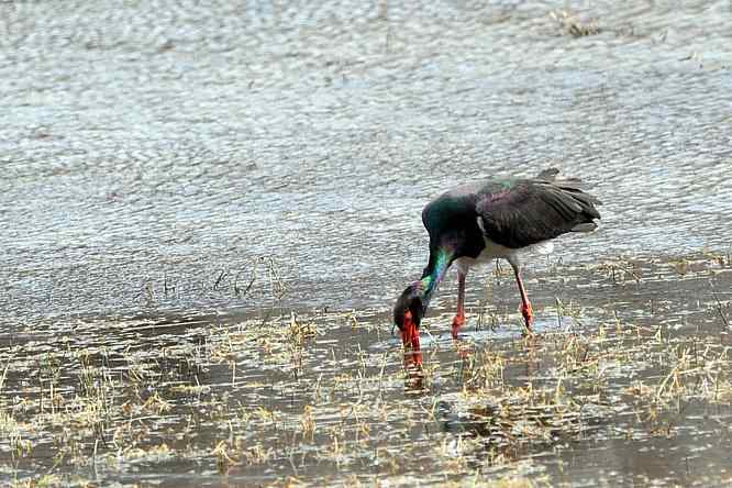 黑鹳很绚丽 后果很斑斓