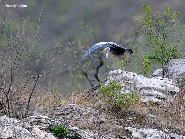 房山十渡(苍鹭水鹨白鹡鸰)