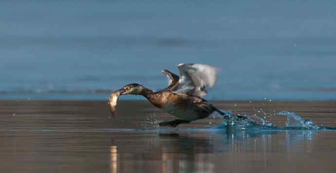 白秋沙鸭抢劫小