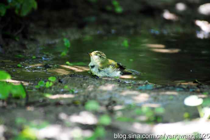 爽（洗浴的黄眉柳莺）2