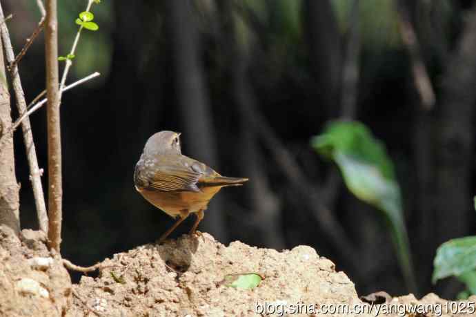 褐柳莺(7) 褐柳莺(7)