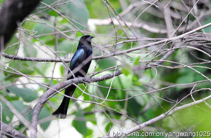 发冠卷尾(1) 发冠卷尾(1)