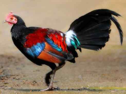 凤凰：传说的鸟原型探秘（原鸡）