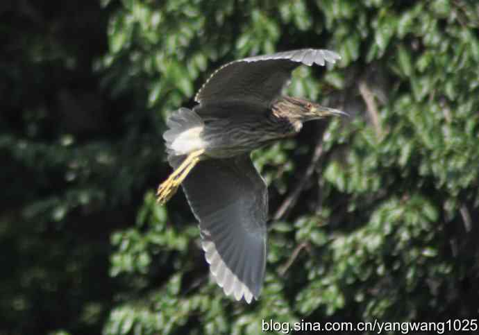 夜鹭(大丽抓拍) 夜鹭(大丽抓拍)