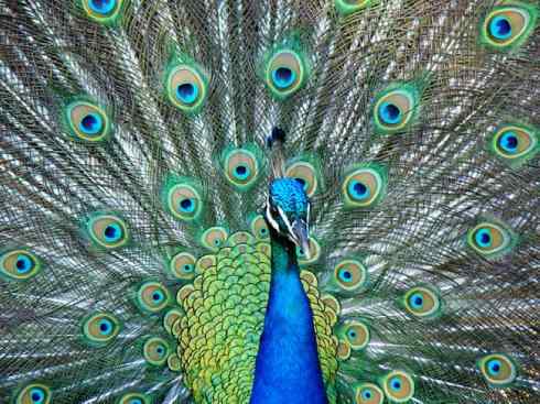 凤凰：传说中的鸟原型探秘（孔雀）