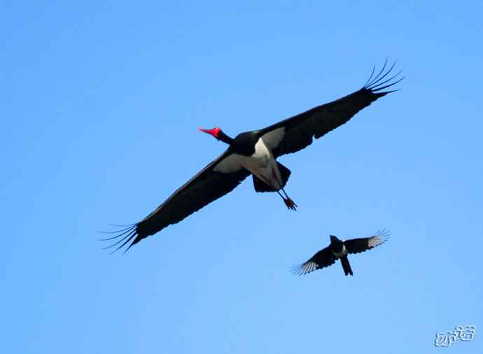 北京十渡 wbr路 wbr黑鹳 北京十渡 wbr路 wbr黑鹳