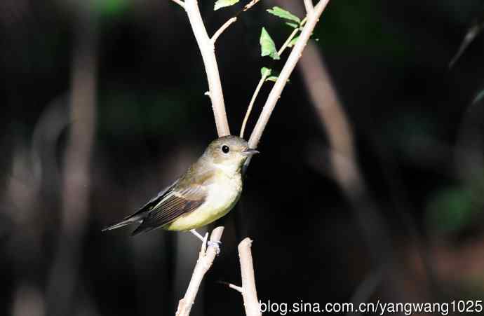 雌性白眉姬鹟（15）