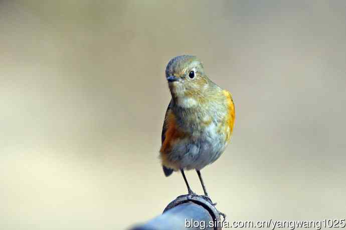 雌性红胁蓝尾鸲（68）