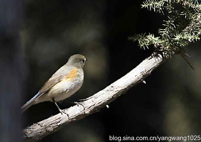 自然和谐的日坛公园（雌性红胁蓝尾鸲）