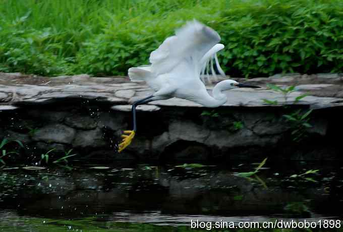 鸟友同游怀沙河