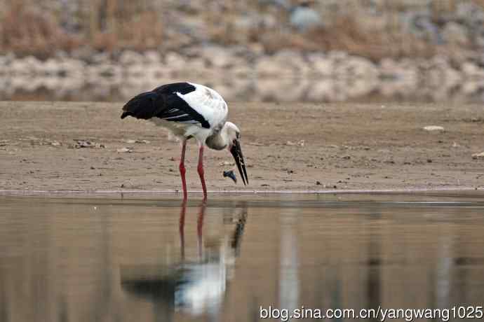 吃早餐的东方白鹳（2）