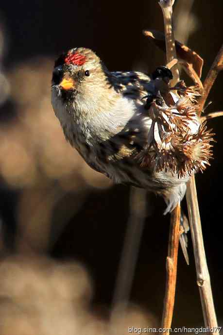 白腰朱顶雀(1) 白腰朱顶雀(1)
