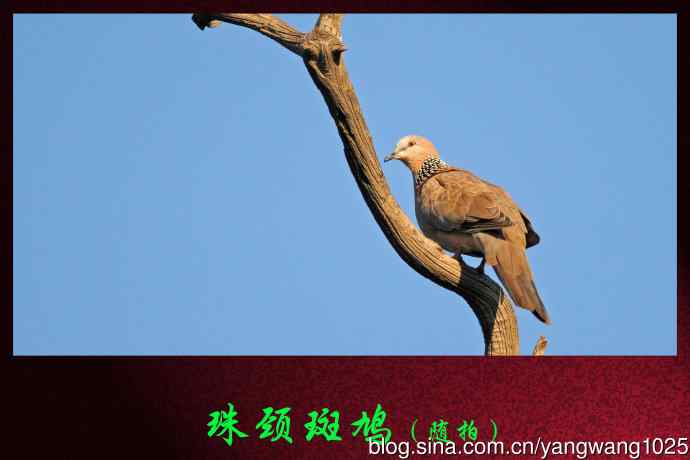 珠颈斑鸠(随拍) 珠颈斑鸠(随拍)