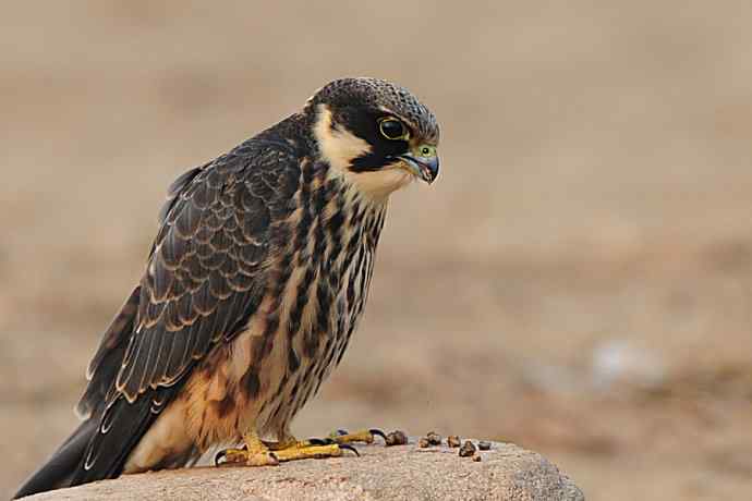 诠释燕隼“吐食丸”的全过程