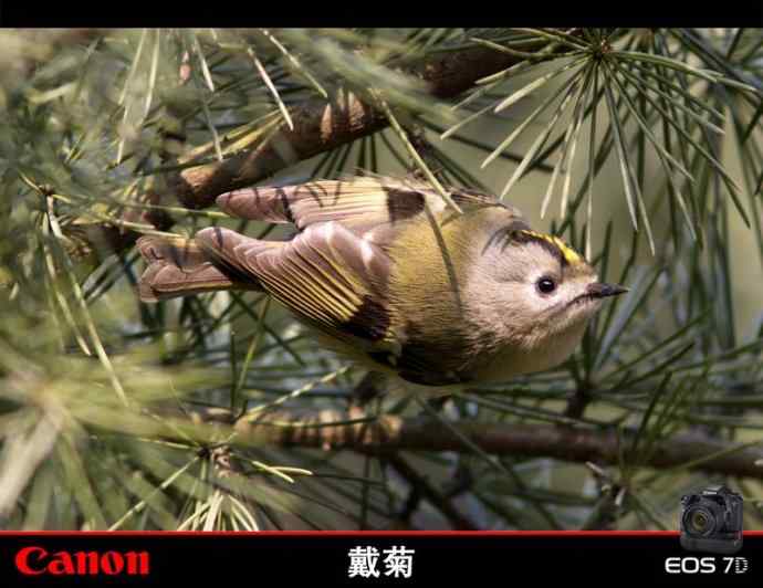 戴菊---购入佳能7D和340L后的首次试镜