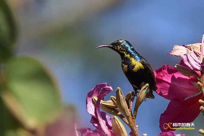 美丽邂逅鈥斺斪仙勰