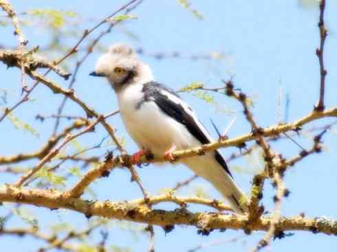 奇特的盔：盔鵙