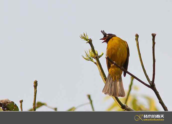 西双版纳拍鸟之一【实拍】