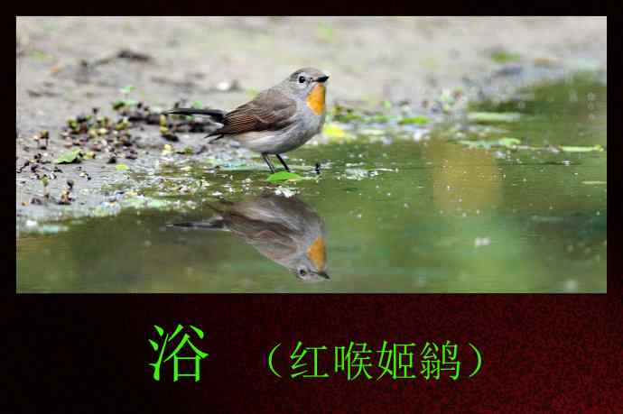 浴（红喉姬鹟）