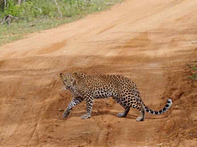 犬科：薮犬亚科豺属之豺