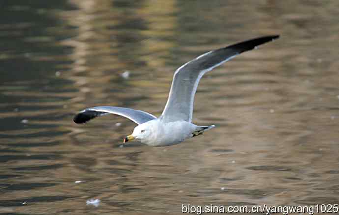 飞（海鸥）6