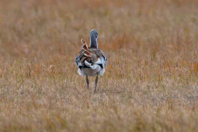 克旗草原 wbr邂逅大鸨
