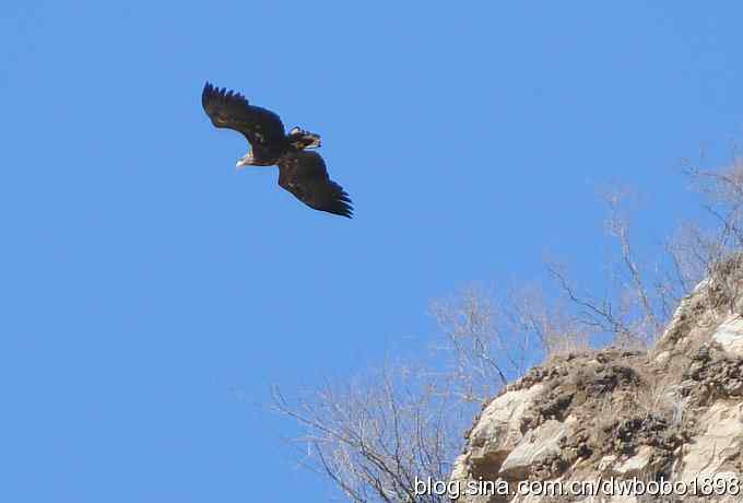 生猛红隼和白尾海雕 生猛红隼和白尾海雕