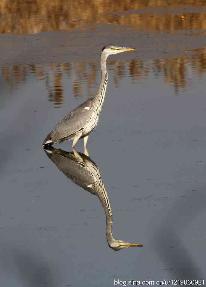 苍鹭（3）