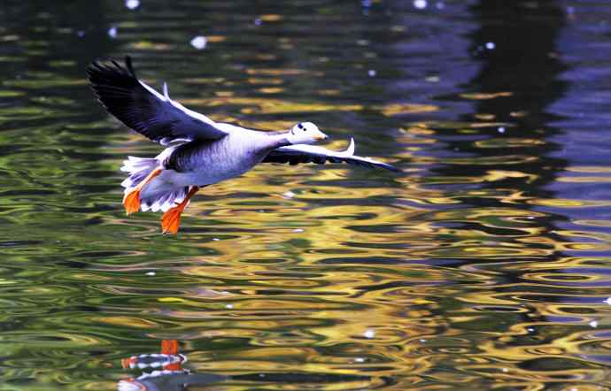 斑头雁（抓拍）5