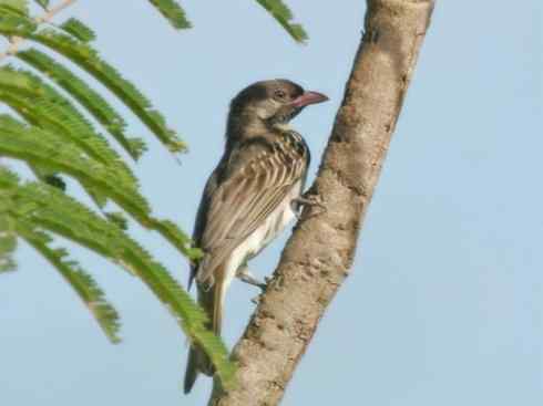 十大喜食蜂蜜动物:黑喉响蜜鴷 十大喜食蜂蜜动物:黑喉响蜜鴷