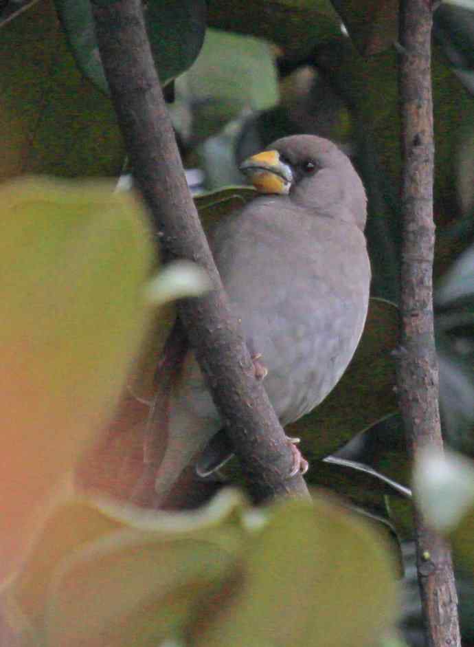 180.蜡嘴?(感谢K76705老师辨认:黑尾蜡嘴雀) 180.蜡嘴?(感谢K76705老师辨认:黑尾蜡嘴雀)