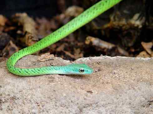 龙:传说的兽原型探秘(树蛇类) 龙:传说的兽原型探秘(树蛇类)