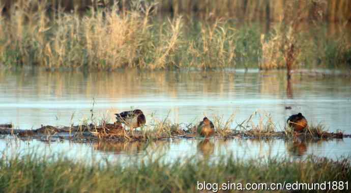 崇明东滩湿地公园十一月鸟况-望远镜打鸟