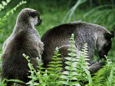 盘点十二大著名食蚁动物：袋食蚁兽