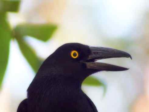 天生猎手：非猛禽类猎手之二（雀鸟也是屠夫——伯劳）